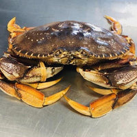 Live Dungeness Crab- STORE PICK UP ONLY (Price per LB) - Simply West Coast